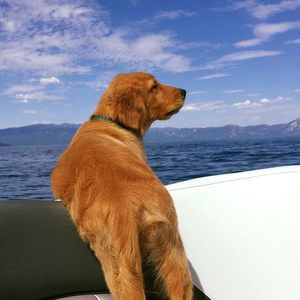 Meet your Posher, Ted